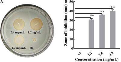 Physiological and Proteomic Analysis of Penicillium digitatum in Response to X33 Antifungal Extract Treatment